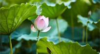 【三伏天養(yǎng)生】三伏天養(yǎng)生有六大禁忌，你知道嗎？記得分享給家人知道！