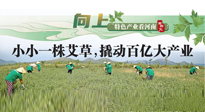 【行業(yè)資訊】向上，特色產(chǎn)業(yè)看河南：南陽艾區(qū)域品牌正在叫響！