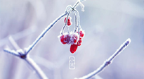 【小寒節(jié)氣】時處二三九，臘月梅花開！