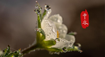 【二十四節(jié)氣灸】雨水節(jié)氣，扶陽(yáng)、祛濕、調(diào)氣血，才是養(yǎng)生重點(diǎn)！艾灸，橫掃濕寒！