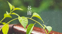 【二十四節(jié)氣灸】谷雨節(jié)氣脾土濕，艾灸降濕濁，脾旺不受邪！