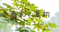 【艾灸養(yǎng)生】春末夏初：上熱下寒癥狀，補不如疏通淤堵，試試艾灸吧！