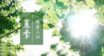 【艾灸三伏天】今年三伏不一般，仙草小助理建議大家早作準(zhǔn)備哦！