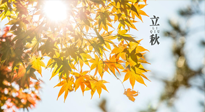 【節(jié)氣飲食】立秋將至，吃最合適的飲食，平穩(wěn)度過季節(jié)交替！